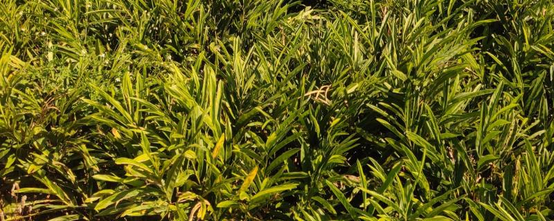 山姜喜阳吗，全天候的日照反而不利于生长