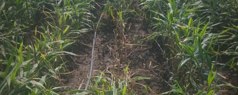 生姜死苗烂根怎么办，可浇灌甲基硫菌灵可湿性粉剂