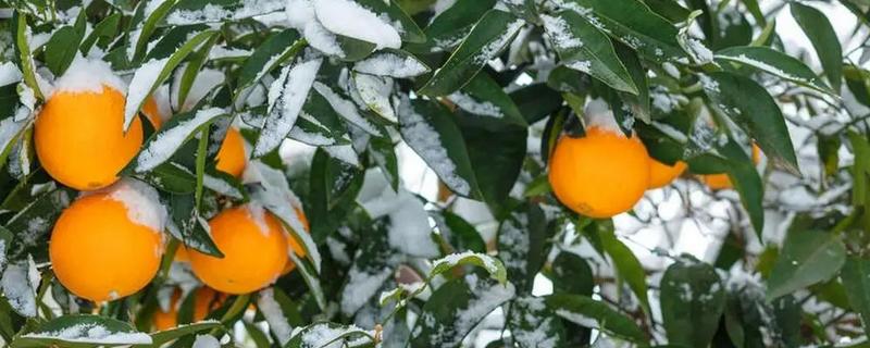 脐橙冻害如何防护，可以灌水保温