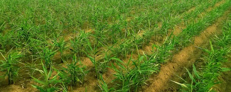 大姜怎么施肥，第一次追肥可亩施尿素20千克左右