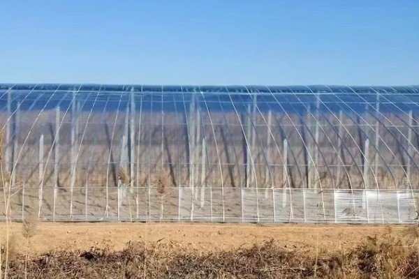 长寿流滴膜的作用是什么,具有早熟、增产和提高品质的效果