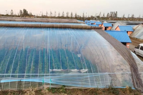 长寿流滴膜的作用是什么,具有早熟、增产和提高品质的效果