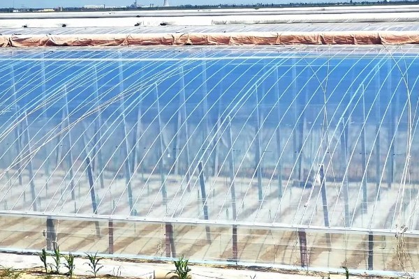 长寿流滴膜的作用是什么,具有早熟、增产和提高品质的效果