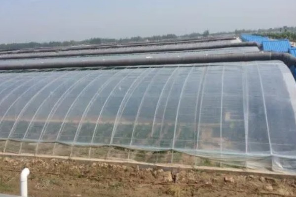长寿流滴膜的作用是什么,具有早熟、增产和提高品质的效果