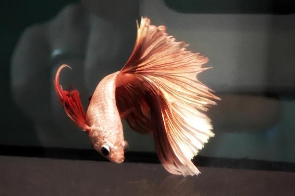 斗鱼失鳔的原因，可能是投喂的食物过多