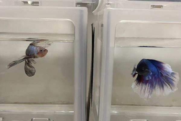 斗鱼失鳔的原因，可能是投喂的食物过多