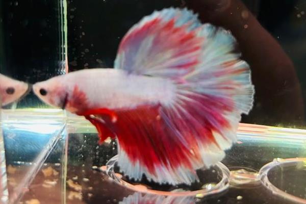 斗鱼失鳔的原因，可能是投喂的食物过多