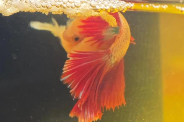 斗鱼失鳔的原因，可能是投喂的食物过多