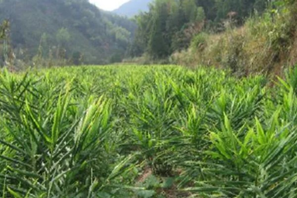 山姜喜阳吗，全天候的日照反而不利于生长