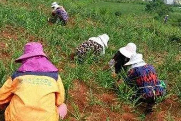 生姜死苗烂根怎么办，可浇灌甲基硫菌灵可湿性粉剂