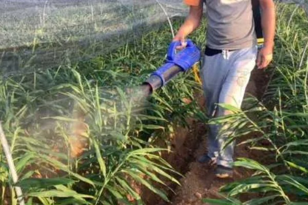 生姜死苗烂根怎么办，可浇灌甲基硫菌灵可湿性粉剂