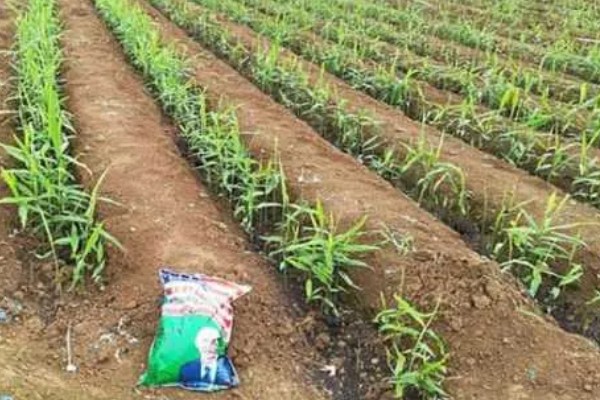 生姜死苗烂根怎么办，可浇灌甲基硫菌灵可湿性粉剂