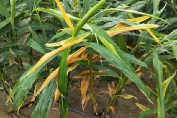 生姜死苗烂根怎么办，可浇灌甲基硫菌灵可湿性粉剂