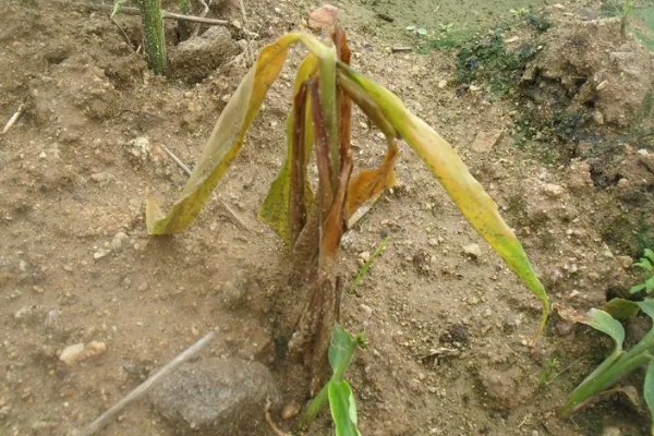 生姜死苗烂根怎么办，可浇灌甲基硫菌灵可湿性粉剂
