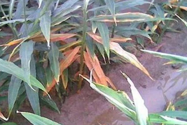 生姜死苗烂根怎么办，可浇灌甲基硫菌灵可湿性粉剂