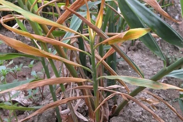 生姜死苗烂根怎么办，可浇灌甲基硫菌灵可湿性粉剂