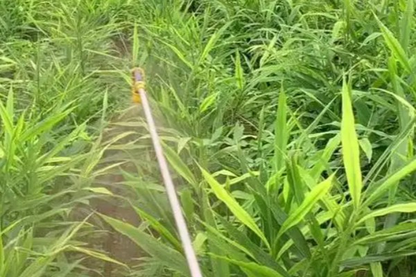 生姜死苗烂根怎么办，可浇灌甲基硫菌灵可湿性粉剂