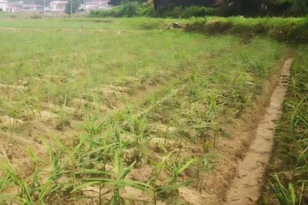 生姜死苗烂根怎么办，可浇灌甲基硫菌灵可湿性粉剂