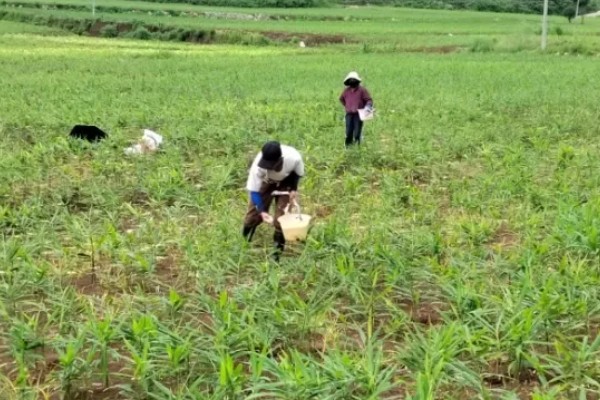 生姜死苗烂根怎么办，可浇灌甲基硫菌灵可湿性粉剂