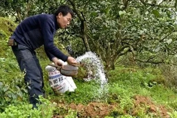 脐橙冻害如何防护，可以灌水保温