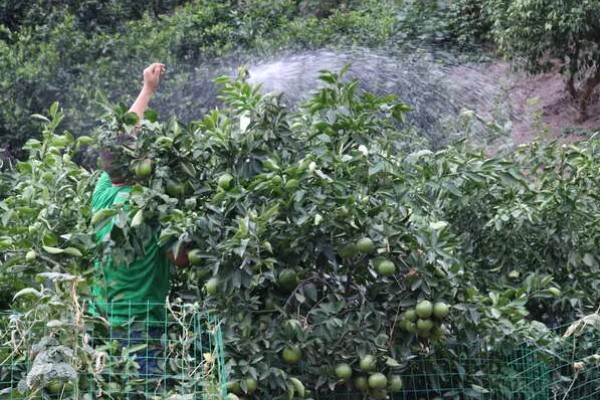 脐橙冻害如何防护，可以灌水保温