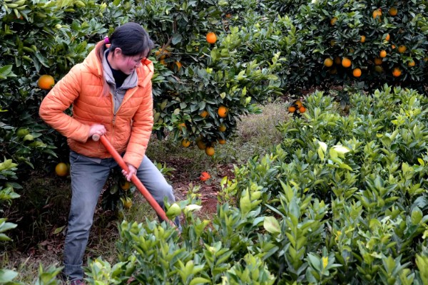 脐橙冻害如何防护，可以灌水保温