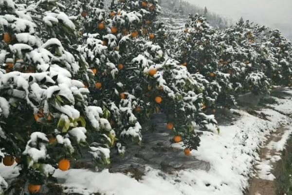 脐橙冻害如何防护，可以灌水保温