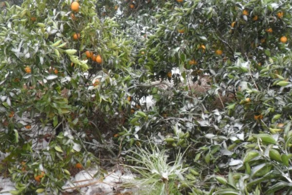 脐橙冻害如何防护，可以灌水保温