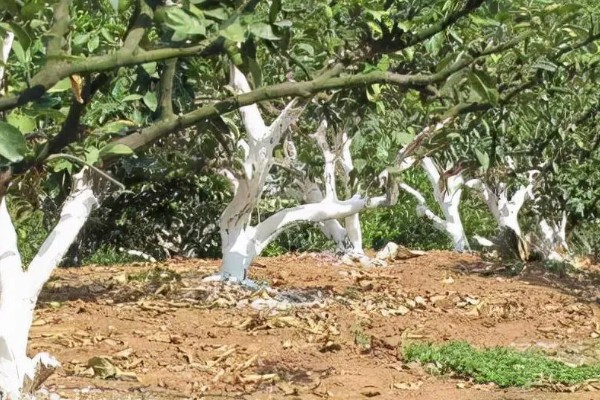 脐橙冻害如何防护，可以灌水保温