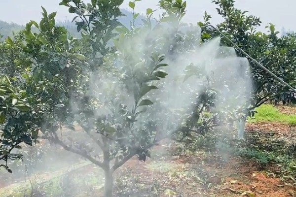 脐橙冻害如何防护，可以灌水保温