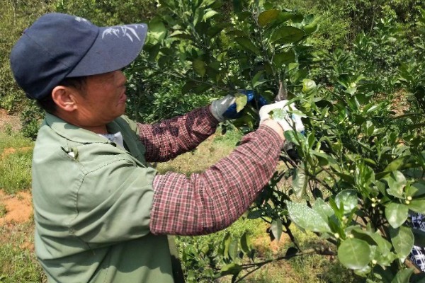 脐橙冻害如何防护，可以灌水保温