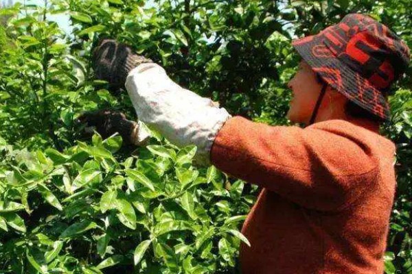 脐橙冻害如何防护，可以灌水保温