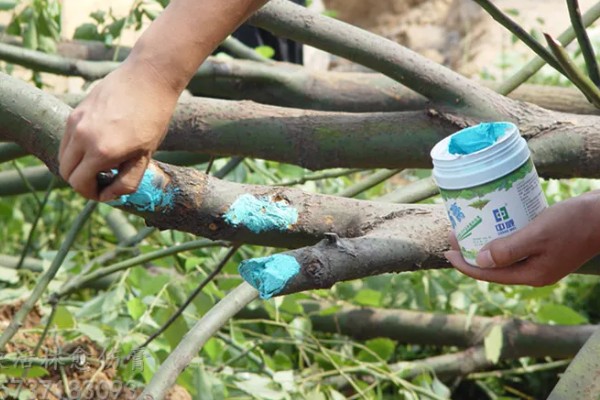 脐橙冻害如何防护，可以灌水保温