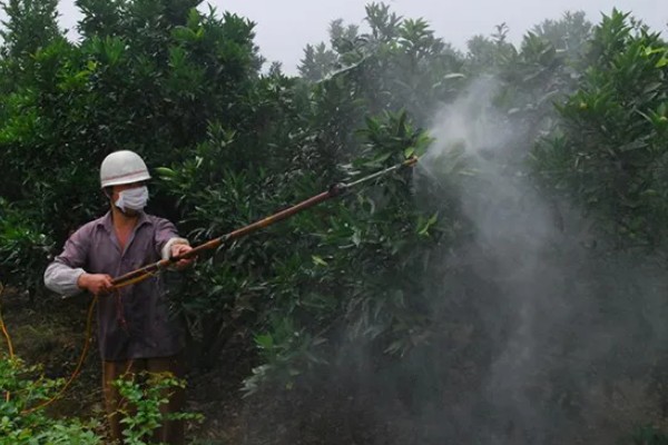 脐橙冻害如何防护，可以灌水保温