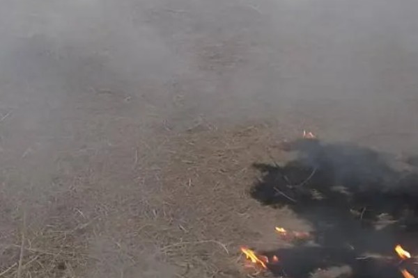 脐橙冻害如何防护，可以灌水保温