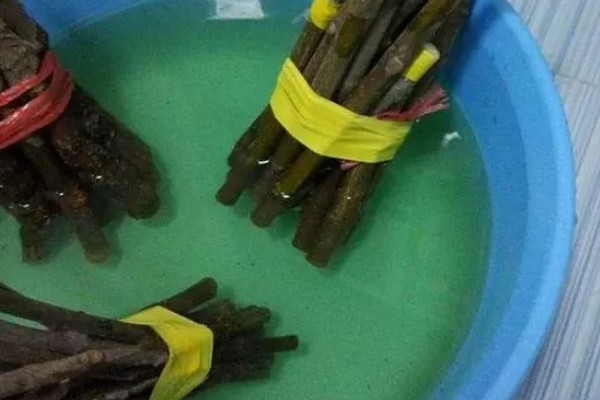 龙爪槐的养殖方法，养殖期间提供全日照