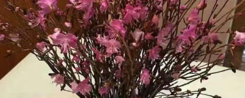 怎么养殖杜鹃花枝，选择生长健壮的杜鹃枝条养殖