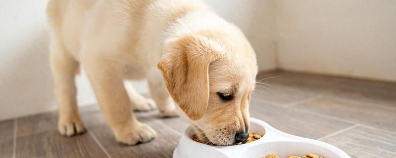 狗狗口腔炎怎么治疗，要保持清淡的饮食