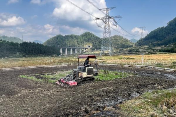 怎么防治玉米地下害虫，清除杂草可破坏地下害虫的生存条件
