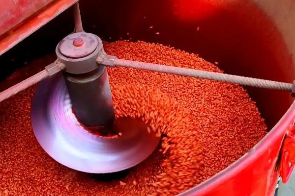 怎么防治玉米地下害虫，清除杂草可破坏地下害虫的生存条件