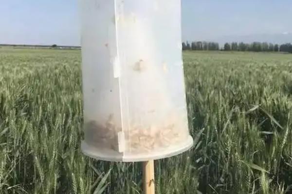 怎么防治玉米地下害虫，清除杂草可破坏地下害虫的生存条件