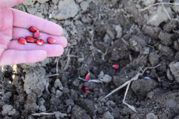 怎么防治玉米地下害虫，清除杂草可破坏地下害虫的生存条件