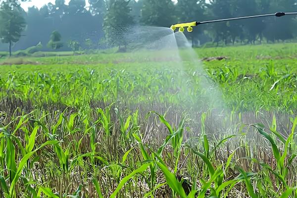 怎么防治玉米地下害虫，清除杂草可破坏地下害虫的生存条件