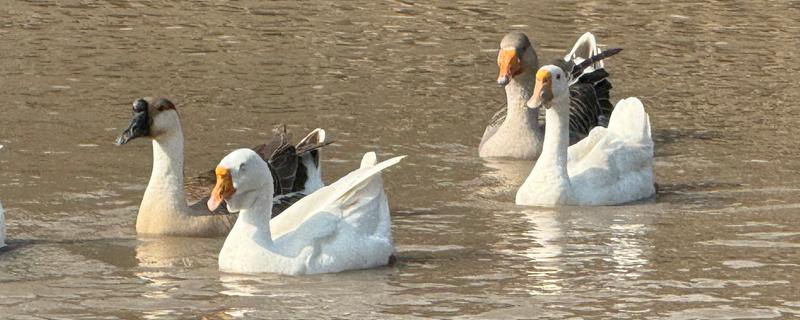 鹅会不会飞，翅膀具有飞翔能力