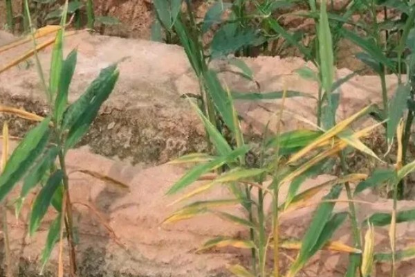 大姜怎么施肥，第一次追肥可亩施尿素20千克左右
