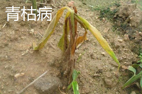 大姜怎么施肥，第一次追肥可亩施尿素20千克左右