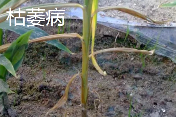 大姜怎么施肥，第一次追肥可亩施尿素20千克左右
