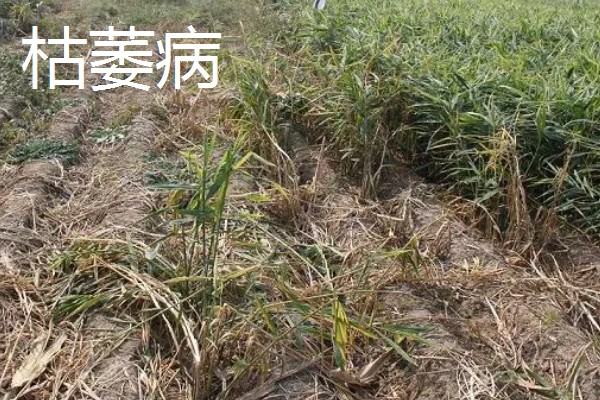 大姜怎么施肥，第一次追肥可亩施尿素20千克左右