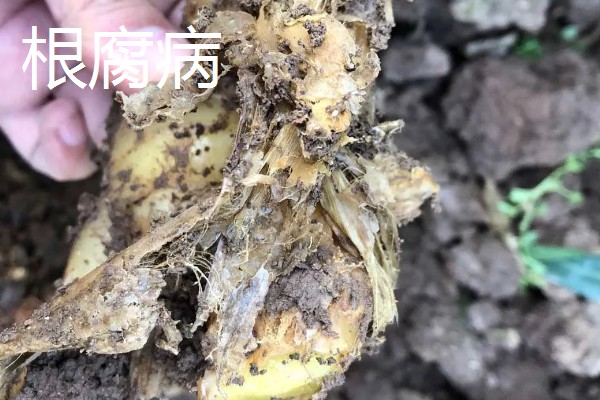 大姜怎么施肥，第一次追肥可亩施尿素20千克左右