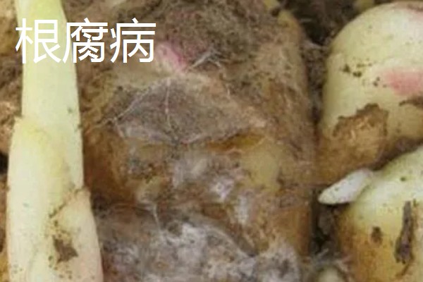 大姜怎么施肥，第一次追肥可亩施尿素20千克左右